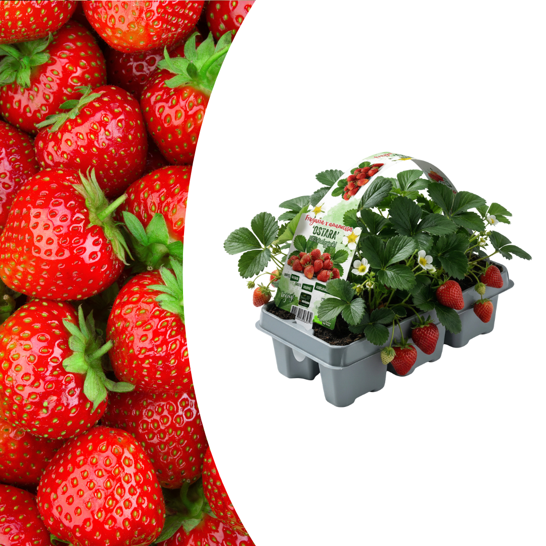 Garten-Erdbeere (Fragaria) 6er-Pack
