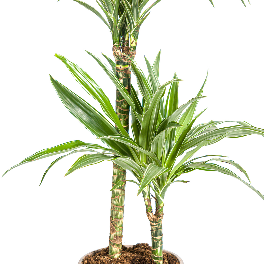 Dracaena 'White Stripe' – Zeitlose Eleganz mit Biss