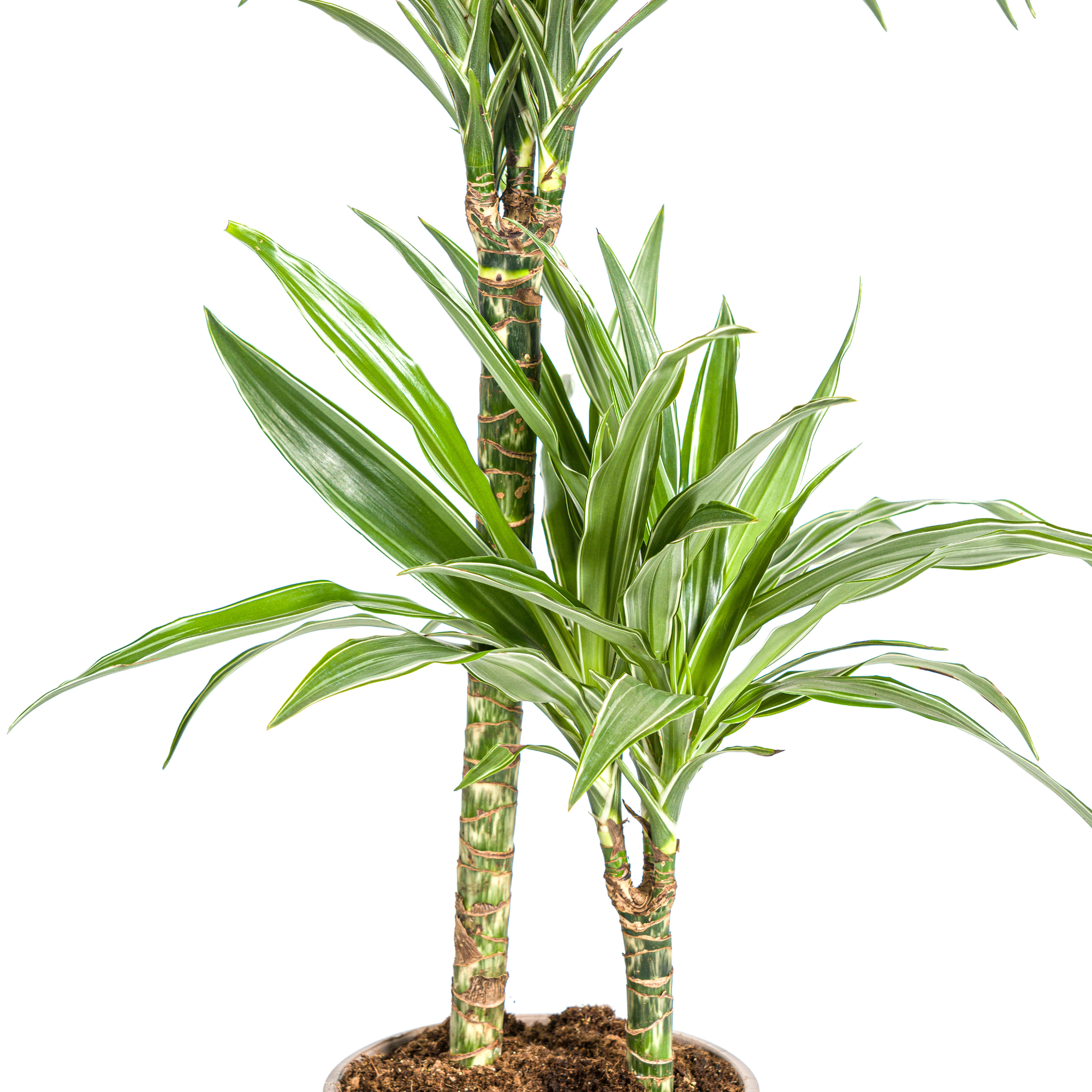 Dracaena 'White Stripe' – Zeitlose Eleganz mit Biss