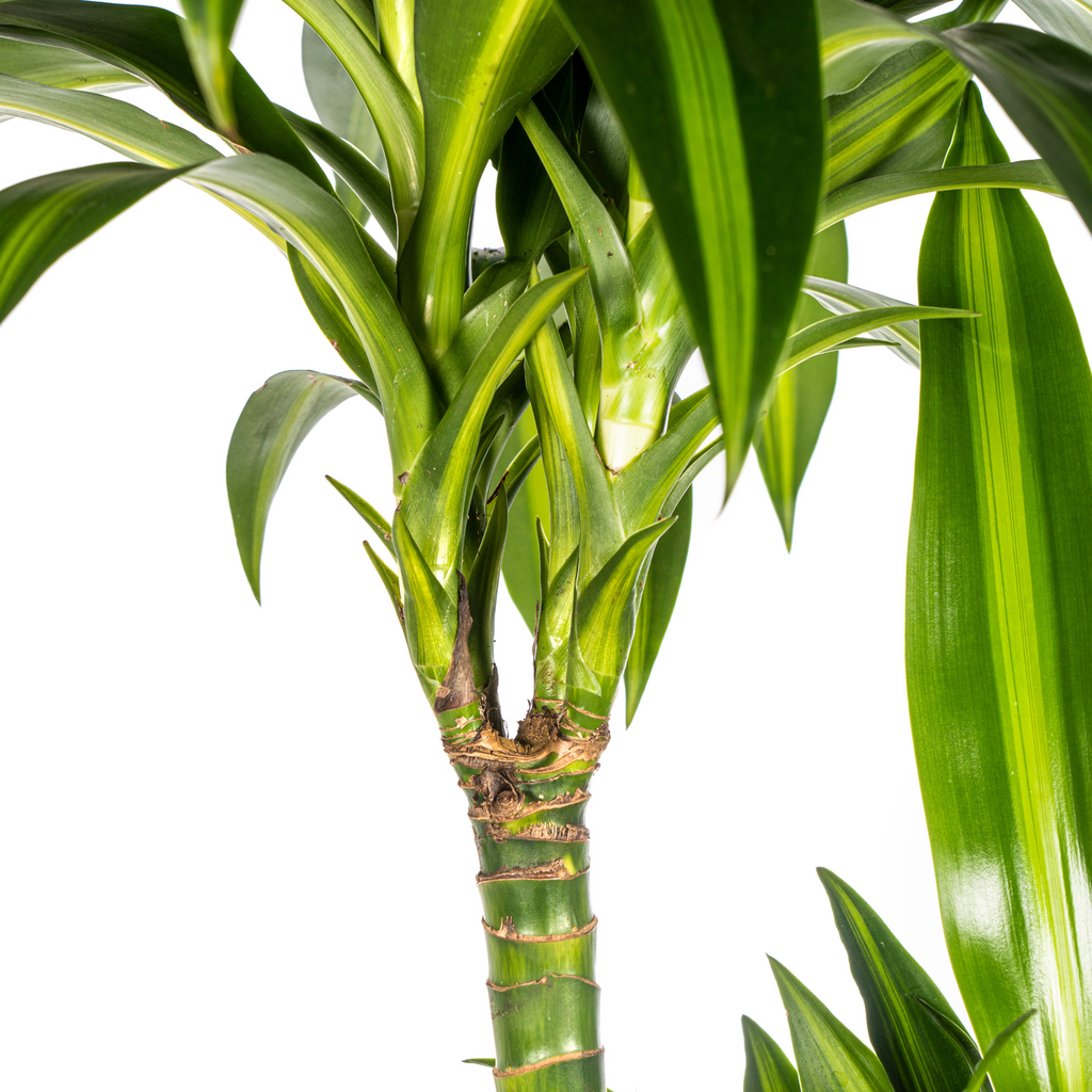 Dracaena 'Hawaiian Sunshine' & Korb – Ein Stück Sonne für dein Zimmer 140cm