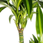 Dracaena 'Hawaiian Sunshine' & Korb – Ein Stück Sonne für dein Zimmer 140cm