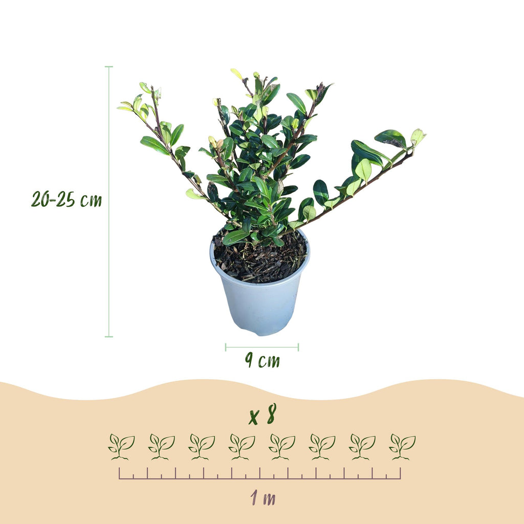 Ilex crenata 'Caroline Upright' – Die perfekte Alternative zum Buchsbaum