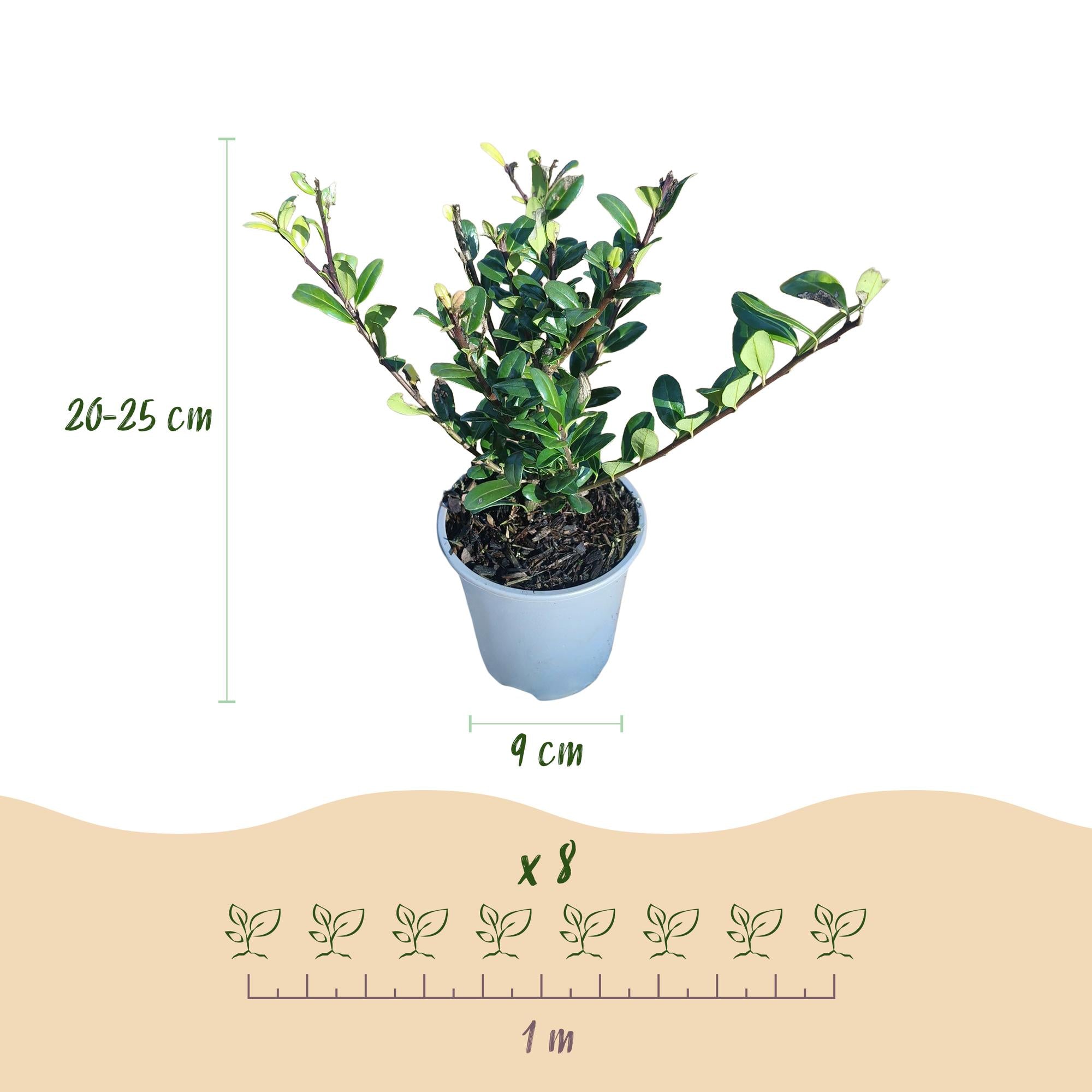Ilex crenata 'Caroline Upright' – Die perfekte Alternative zum Buchsbaum