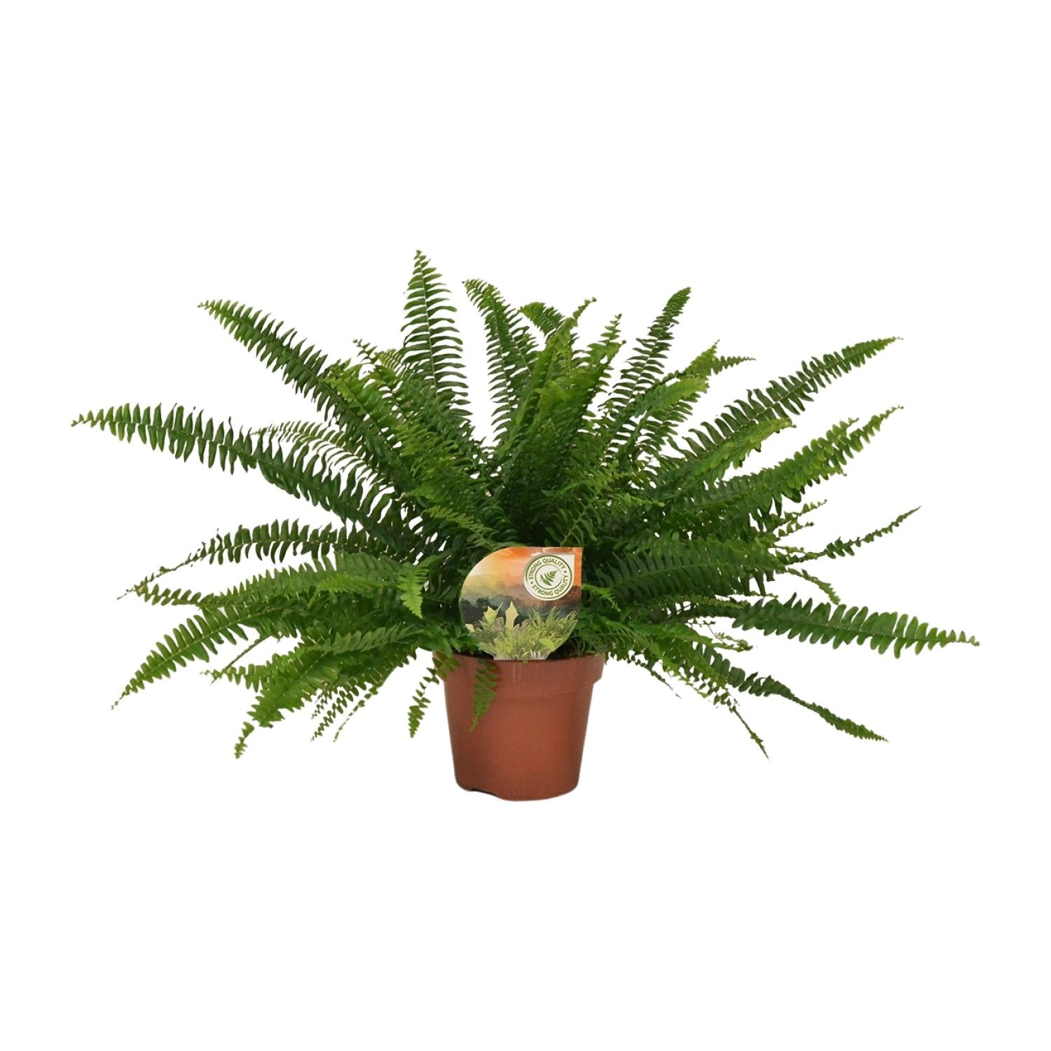 Nephrolepis 'Green Lady' – Der elegante Schwertfarn