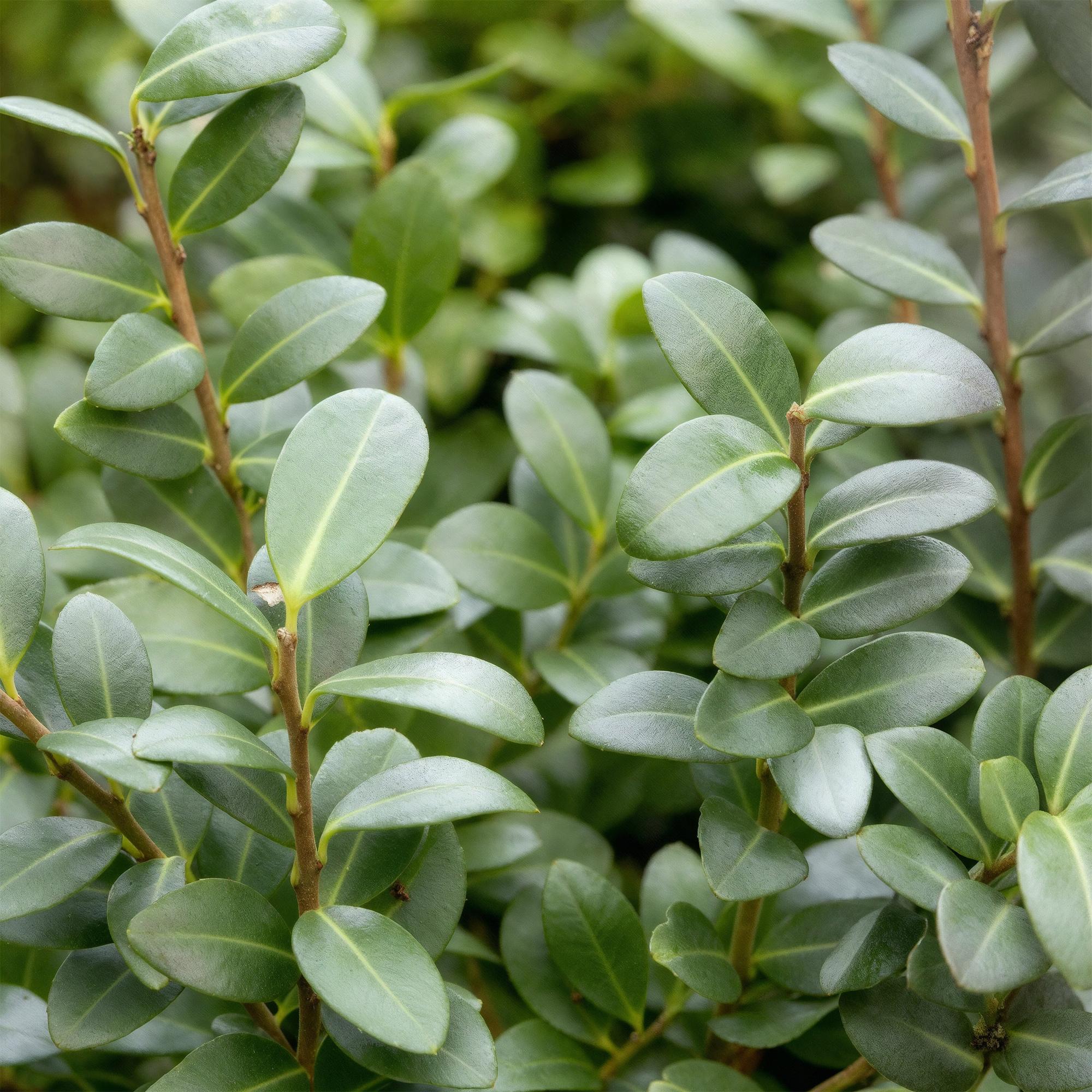 Ilex crenata 'Caroline Upright' – Die perfekte Alternative zum Buchsbaum