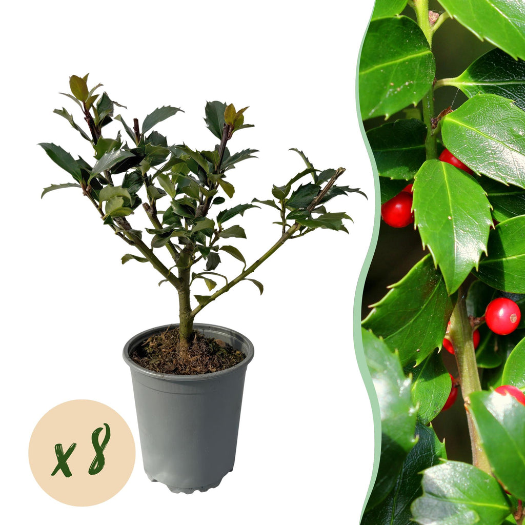 Ilex meserveae 'Blue Maid' – Die edle Blaue Heckenkirsche