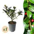 Ilex meserveae 'Blue Maid' – Die edle Blaue Heckenkirsche