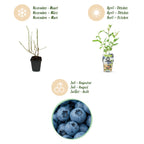 Blaubeere 'Goldtraube' – Der Klassiker für reiche Ernten im 3er-Set