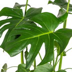 Monstera Deliciosa Tauerii mit Korb Ø21cm - ↕70 - 90cm