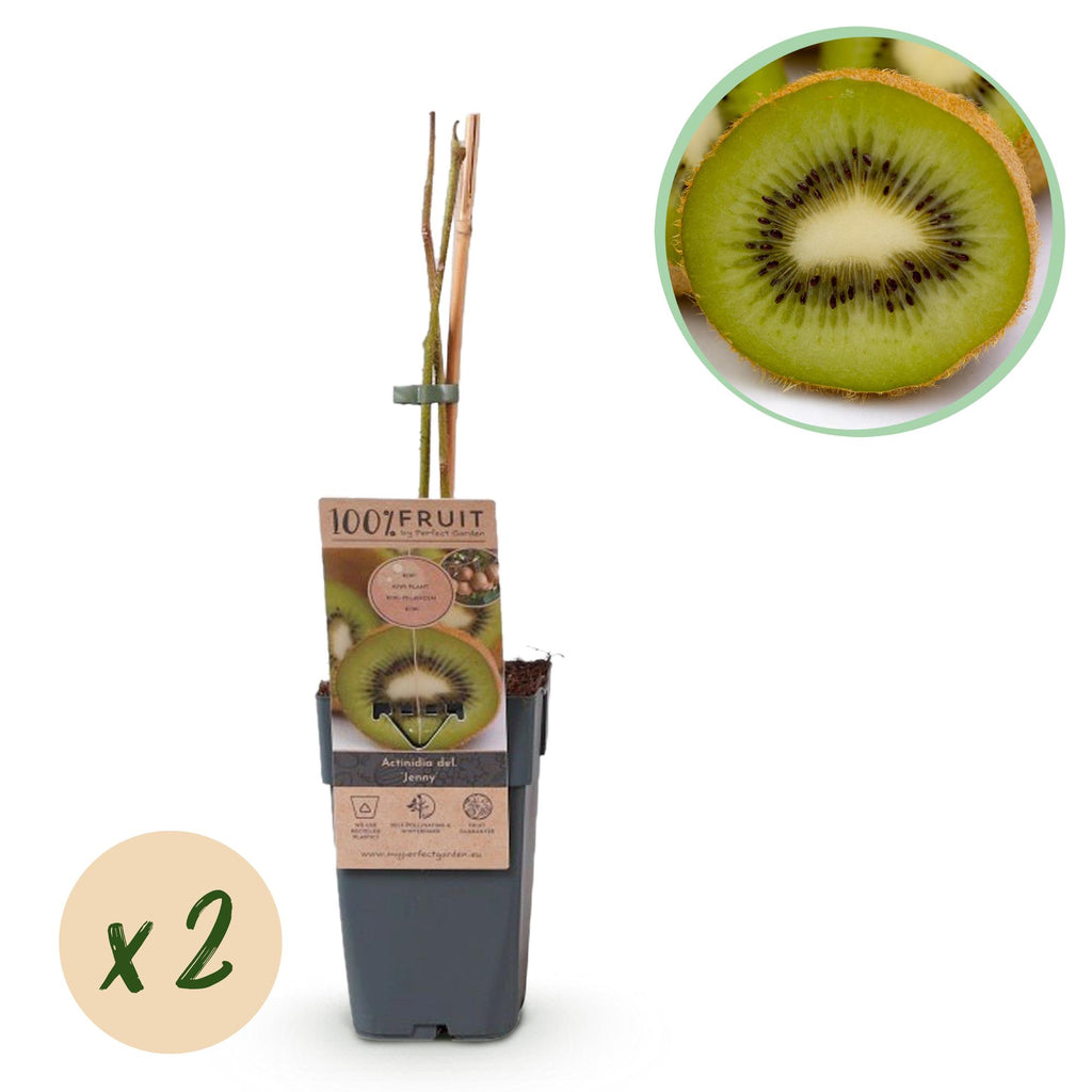 Obstpflanze - Grüne Kiwi - Actinidia deliciosa Jenny - Grüne Frucht - 2 Pflanzen