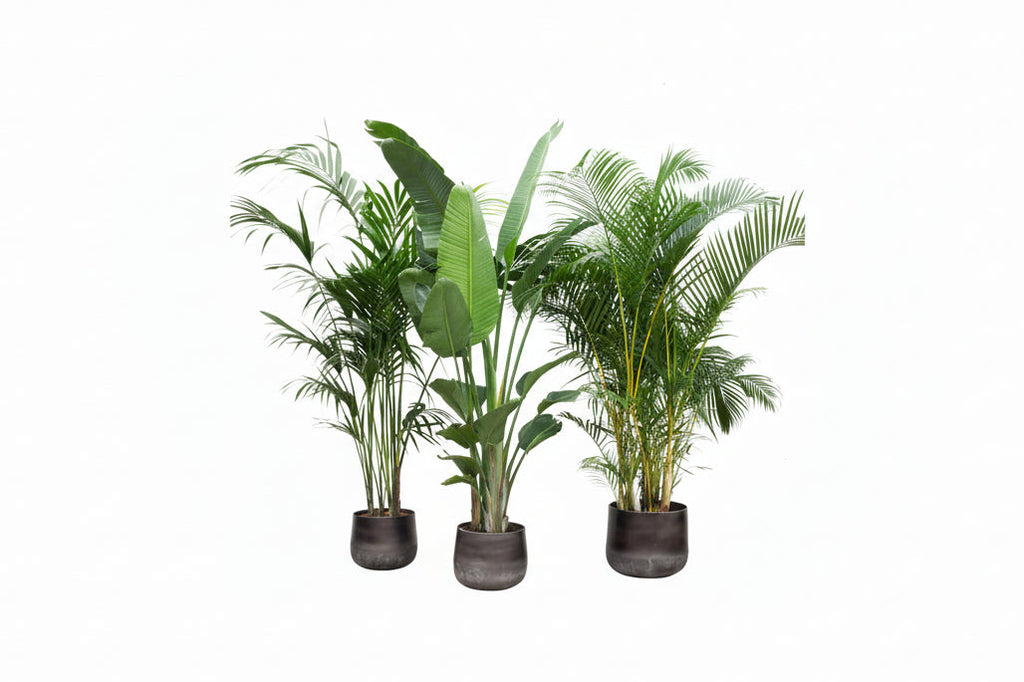 Vorteilspaket XXL (3er Set)