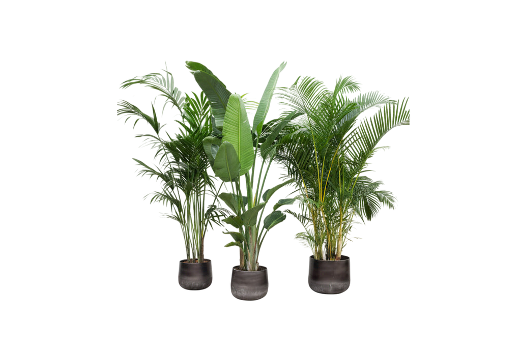 Vorteilspaket XXL (3er Set)