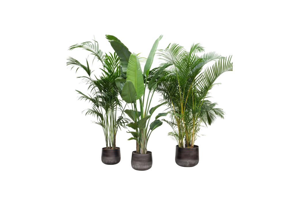 Vorteilspaket XXL (3er Set)