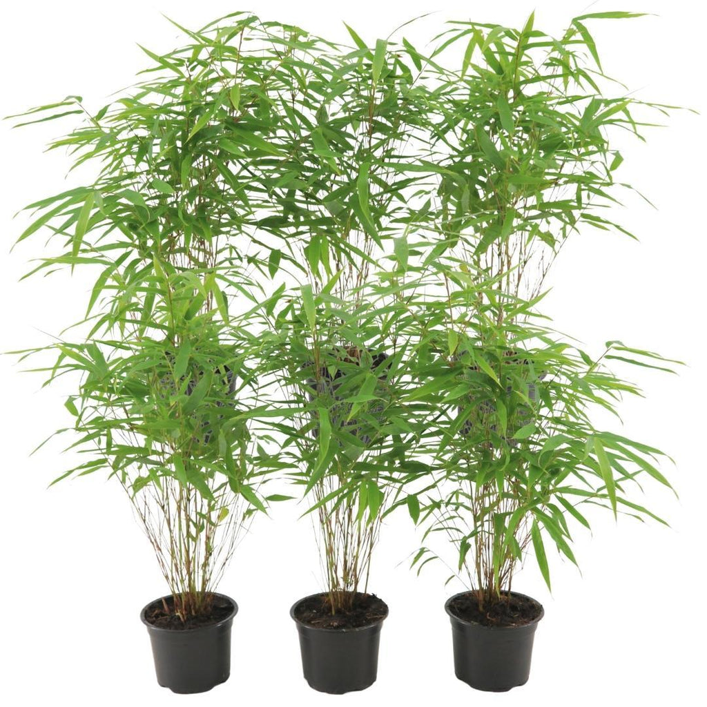 6x Fargesia Rufa Ø13 cm – ↕25 cm Bambus