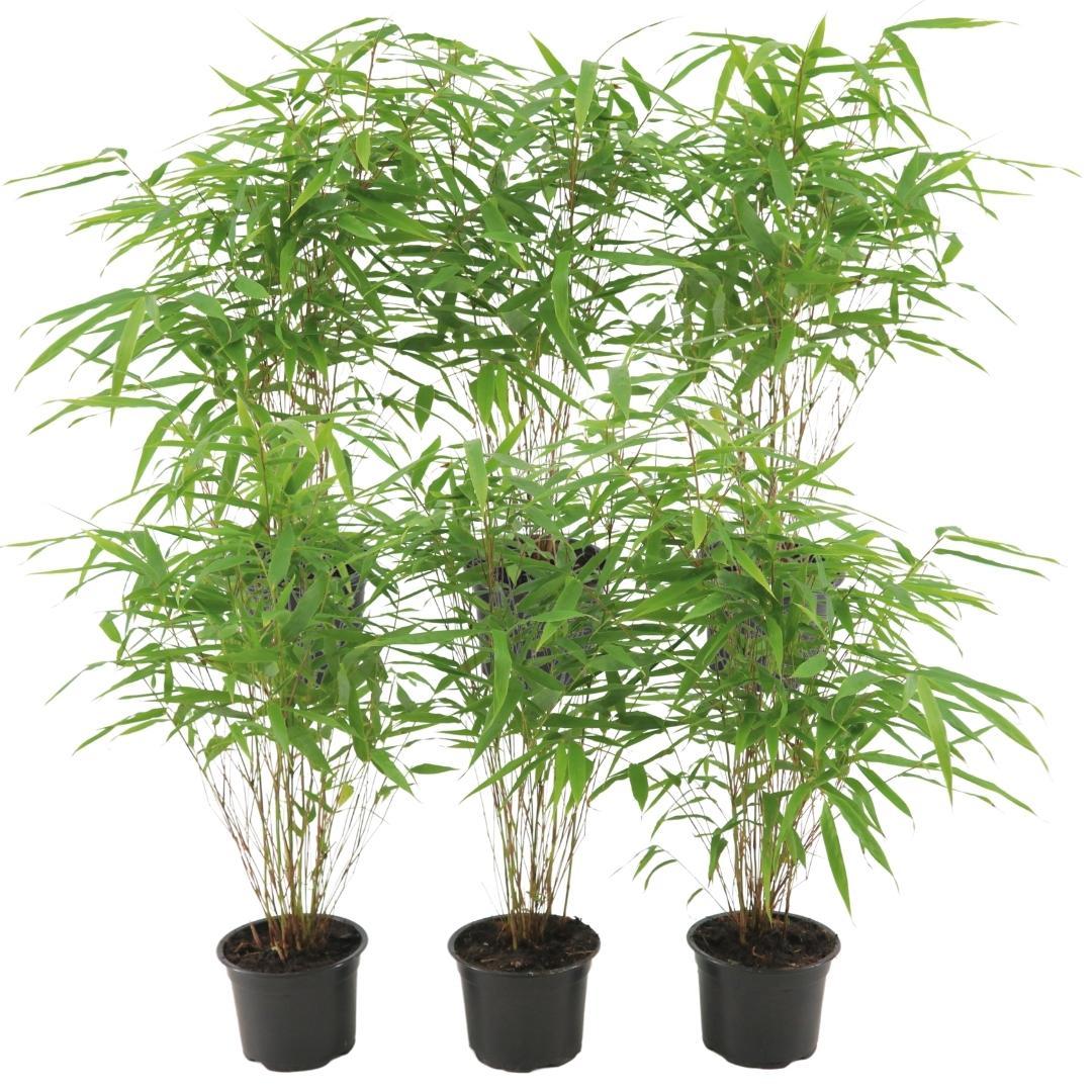 6x Fargesia Rufa Ø13 cm – ↕25 cm Bambus