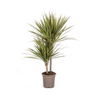 Dracaena Marginata „Bicolor“ – Der zweifarbige Drachenbaum