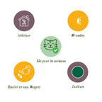 Chamaedorea elegans – Die Bergpalme im attraktiven 2er-Set