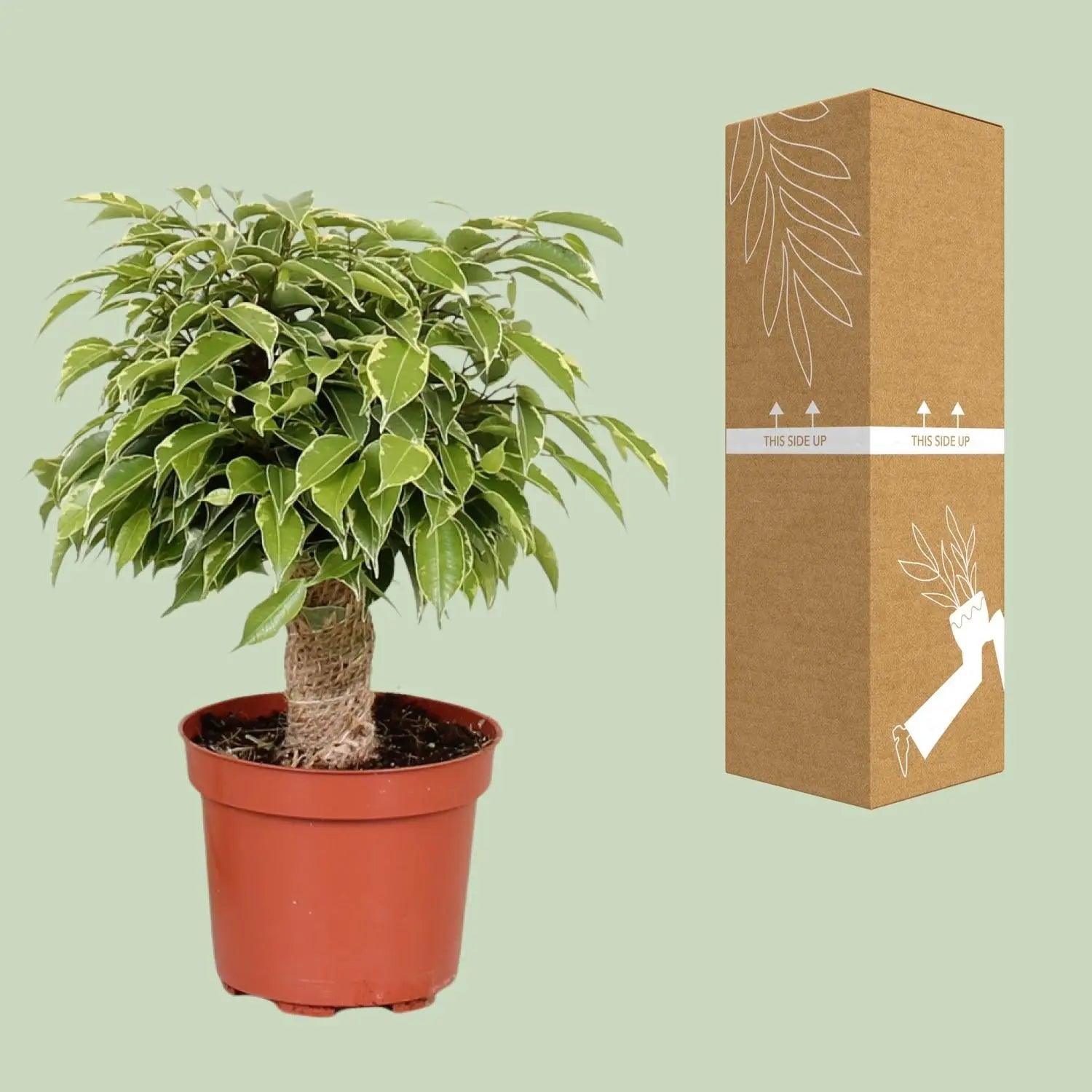 Ficus Benjamina „Kinky“ – Der kompakte Drinnen-Baum