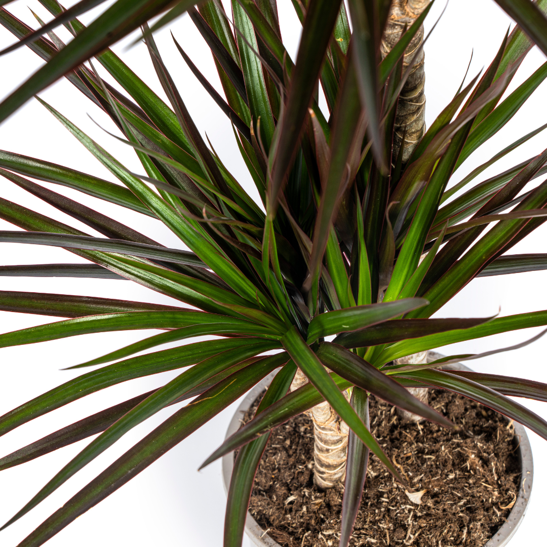 Dracaena Marginata „Magenta“ – Der feurige Drachenbaum