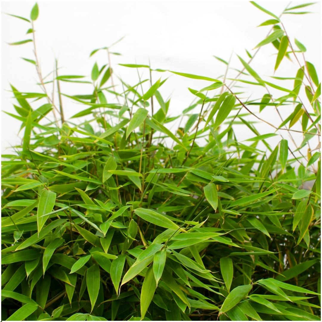 Fargesia moontears 'Boobux' XL