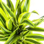 Dracaena 'Lemon Lime' – Der leuchtende Farbtupfer