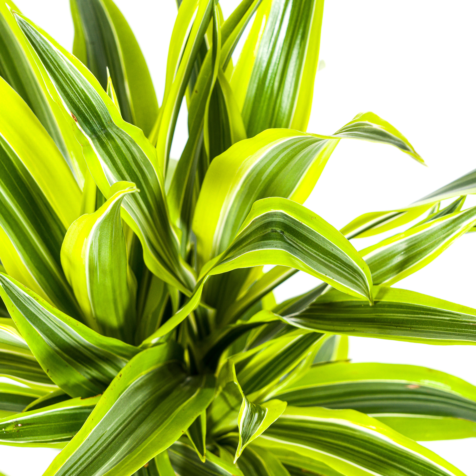 Dracaena 'Lemon Lime' – Der leuchtende Farbtupfer