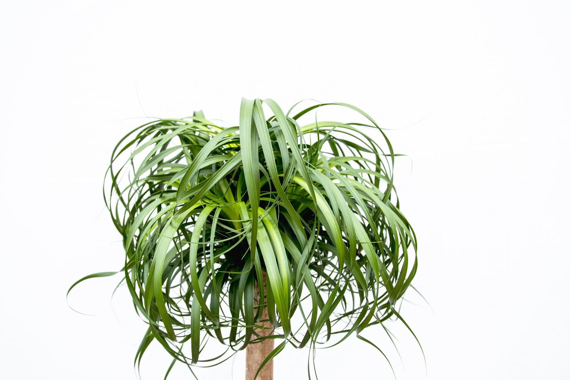 Beaucarnea XXL – Der majestätische Elefantenfuß