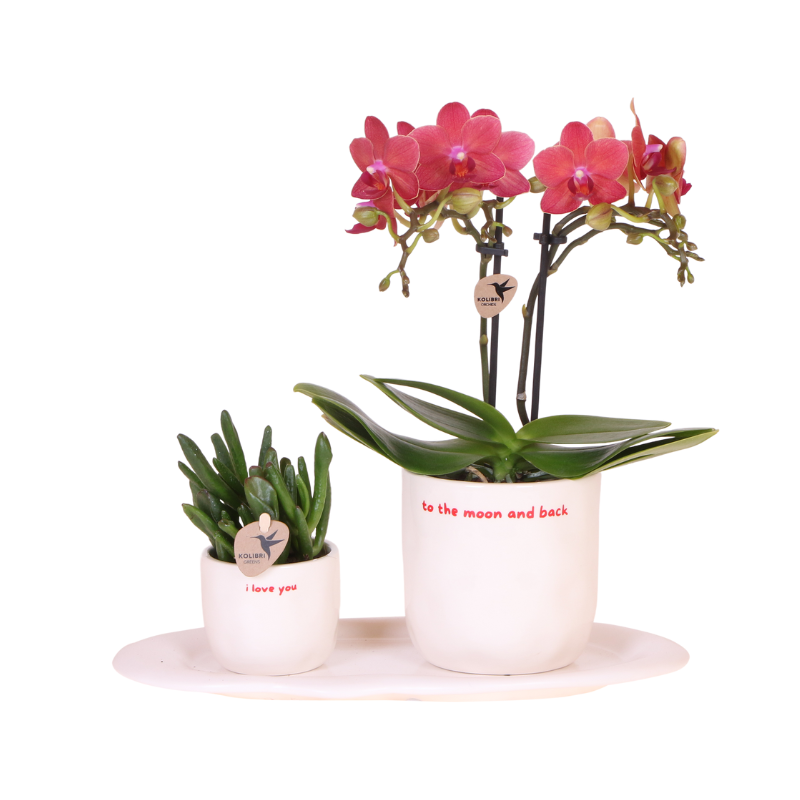 Geschenkset: Kolibri „Love You“ – Red Orchid & Greenery