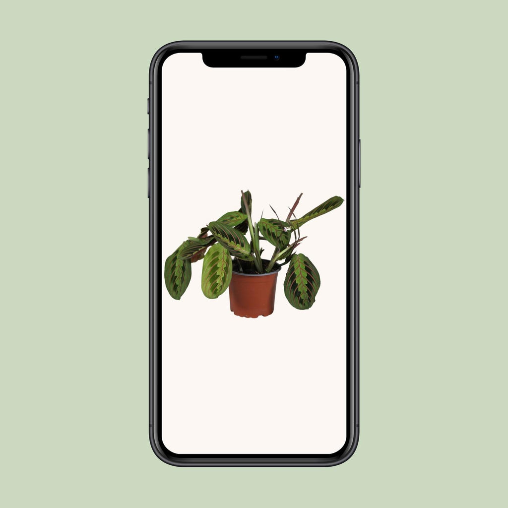 Maranta Leuconeura Fascinator