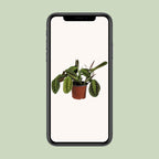 Maranta Leuconeura Fascinator