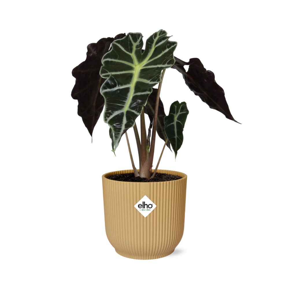 Alocasia Polly – Ø 14 cm, ELHO Vibes Fold Gelb