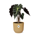 Alocasia Polly – Ø 14 cm, ELHO Vibes Fold Gelb