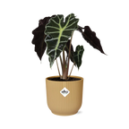 Alocasia Polly – Ø 14 cm, ELHO Vibes Fold Gelb