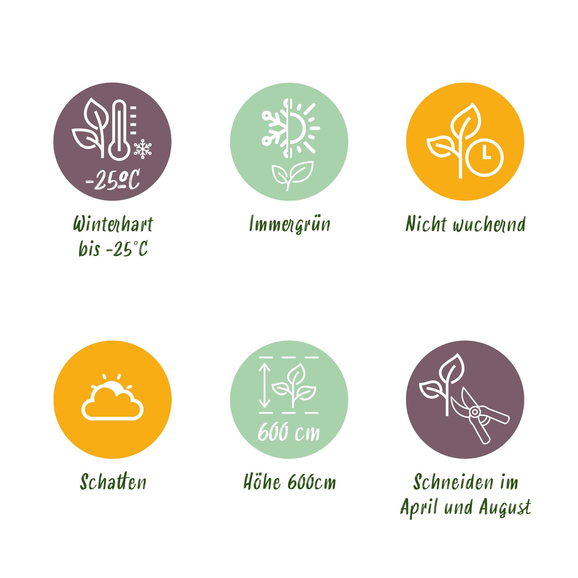 Leyland-Zypresse GreenboutiQ – 8er-Set für 1 Meter Hecke – Schnellwachsend – Höhe 35-40 cm