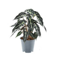 Alocasia Bambino Arrow – Ø 14 cm, 40 cm