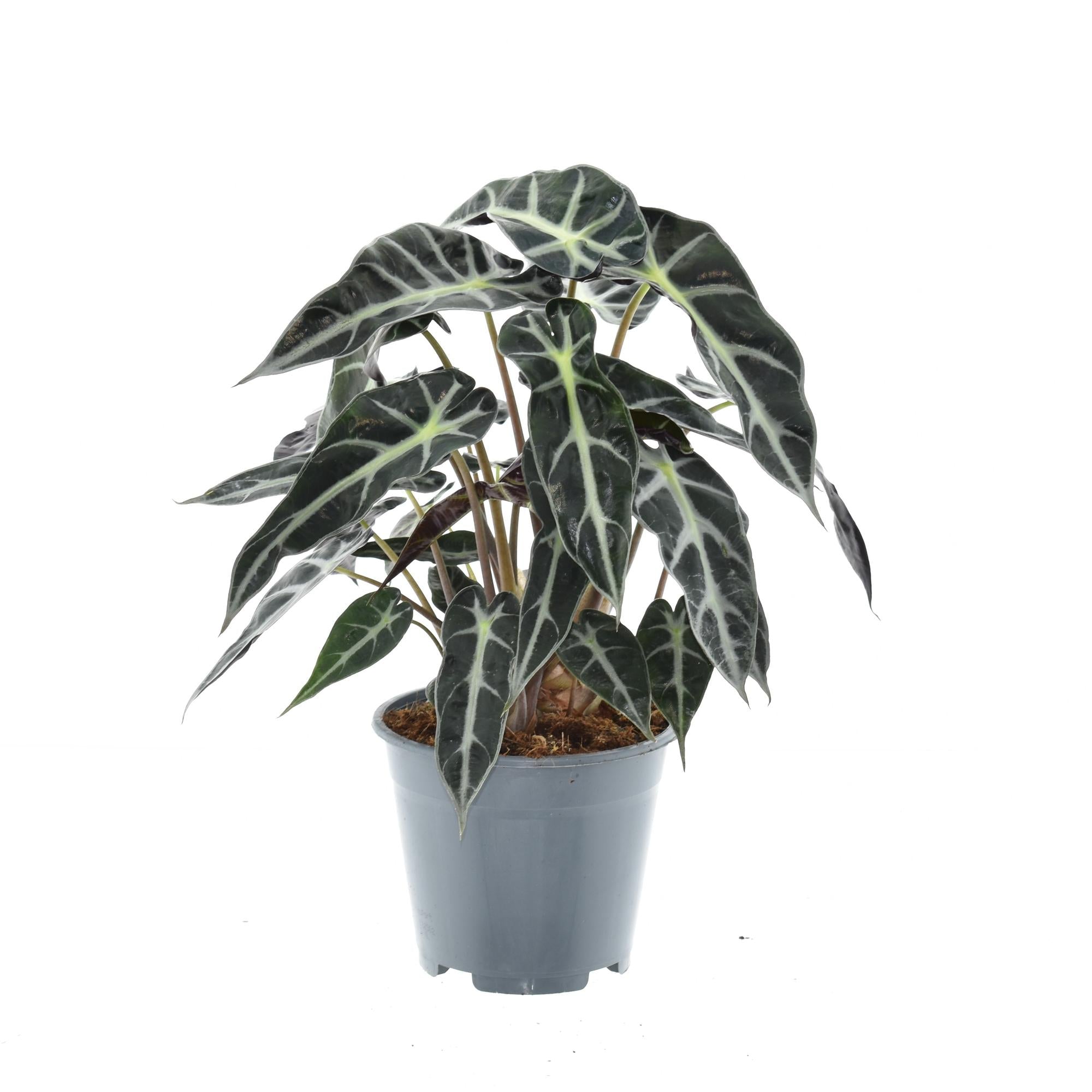 Alocasia Bambino Arrow – Ø 14 cm, 40 cm
