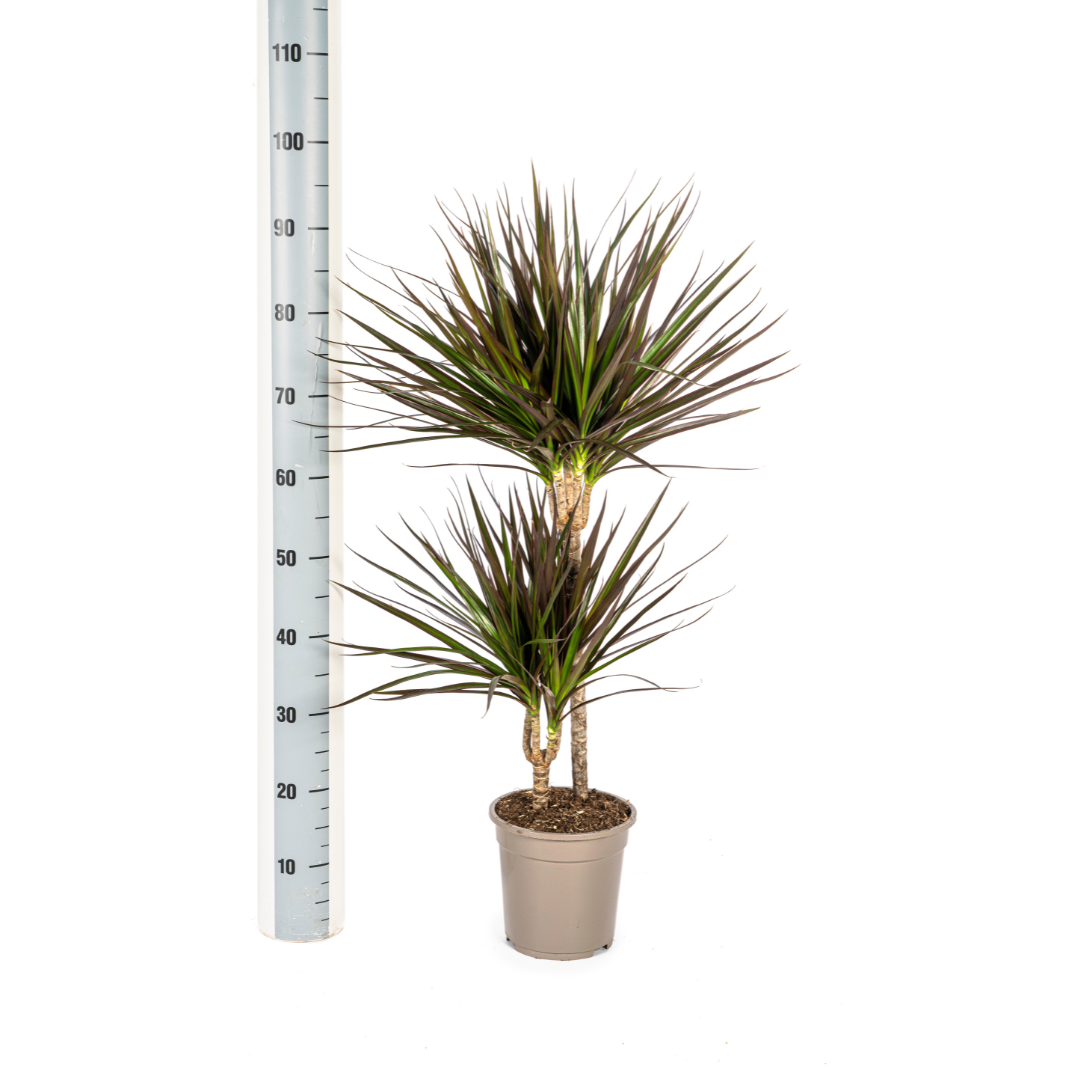 Dracaena Marginata „Magenta“ – Der feurige Drachenbaum