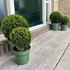 2x Ilex crenata 'Jenny' Kugel XL (Set)