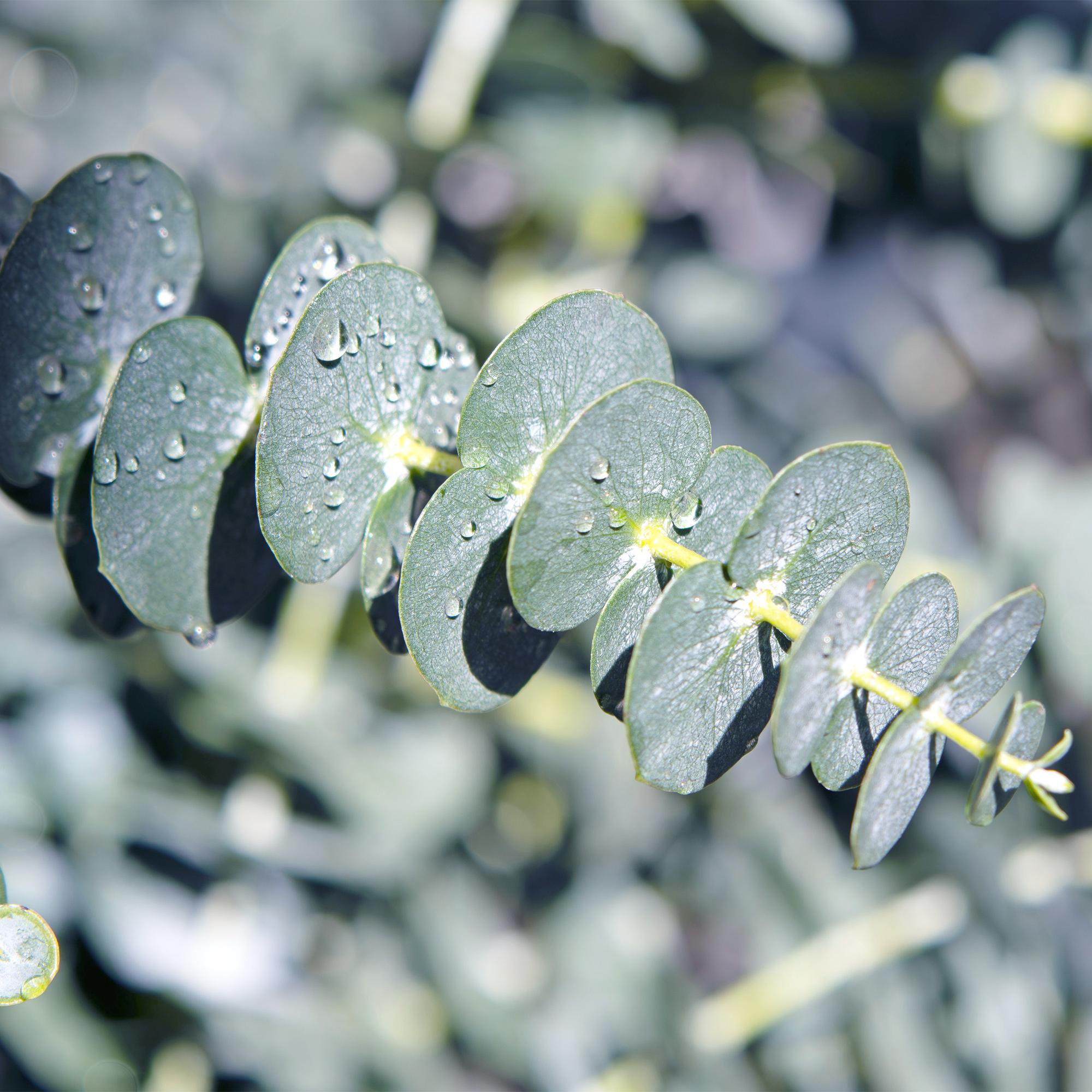 Eukalyptus (Eucalyptus gunnii) – Ø 17 cm, 40 cm