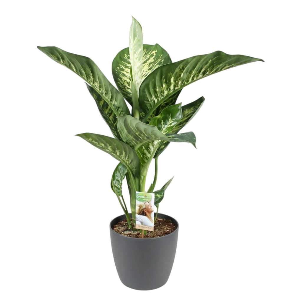 Dieffenbachia im grauen Topf 'Tropic Snow' (Dieffenbachia amoena)