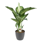 Dieffenbachia im grauen Topf 'Tropic Snow' (Dieffenbachia amoena)