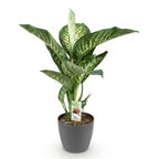 Dieffenbachia im grauen Topf 'Tropic Snow' (Dieffenbachia amoena)