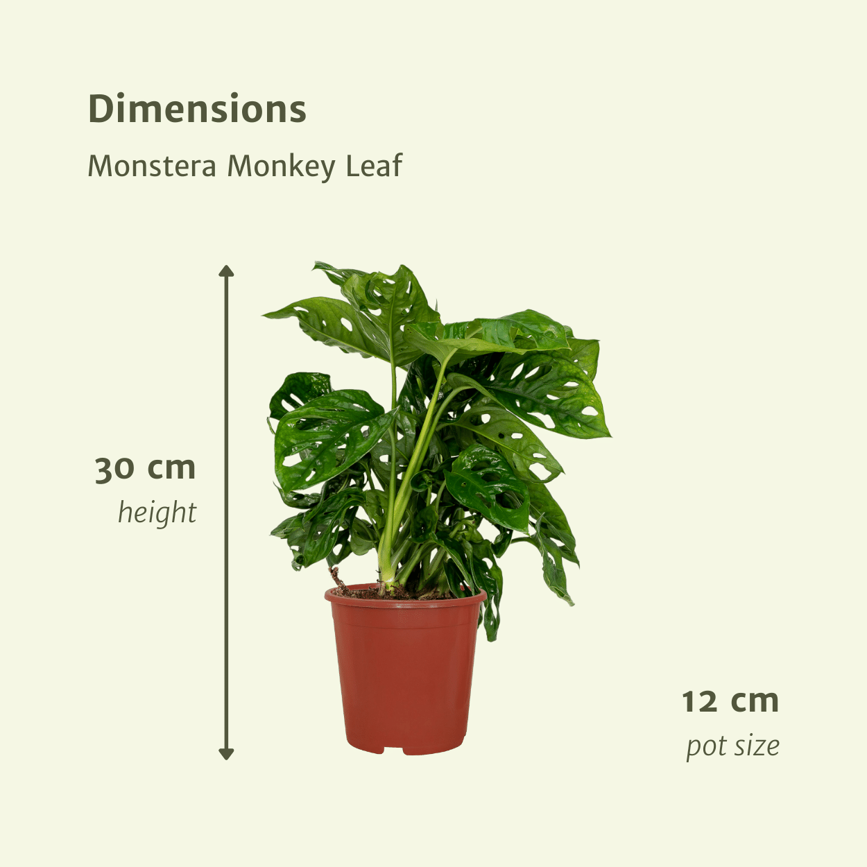 2x Monstera Monkey Leaf (Set)
