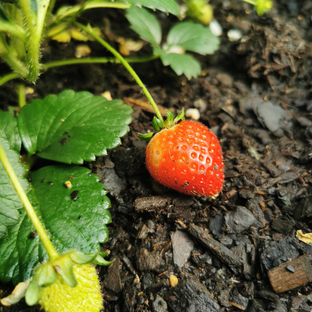Garten-Erdbeere (Fragaria) 6er-Pack