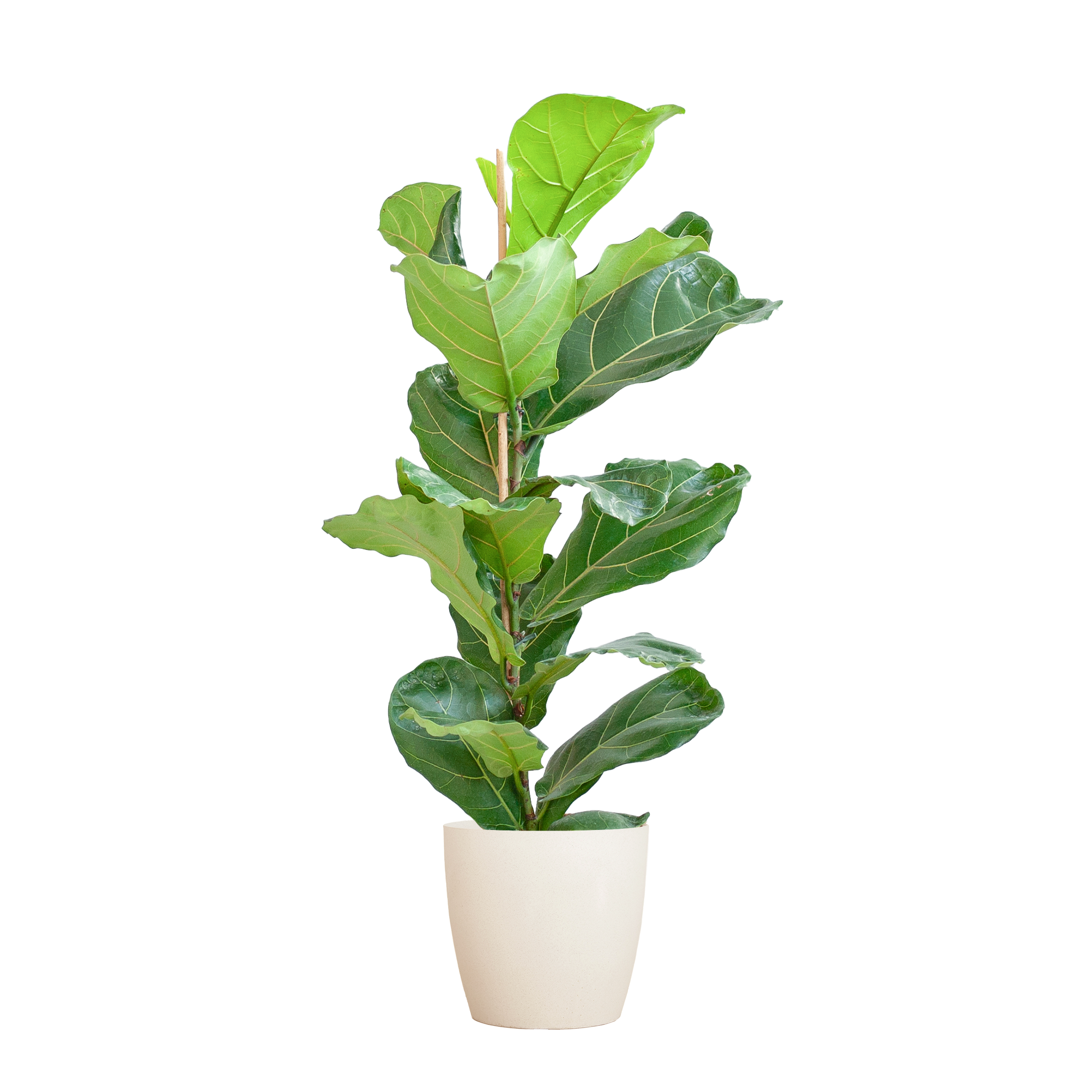 Ficus Lyrata – Geigenfeige im eleganten weißen Design-Set