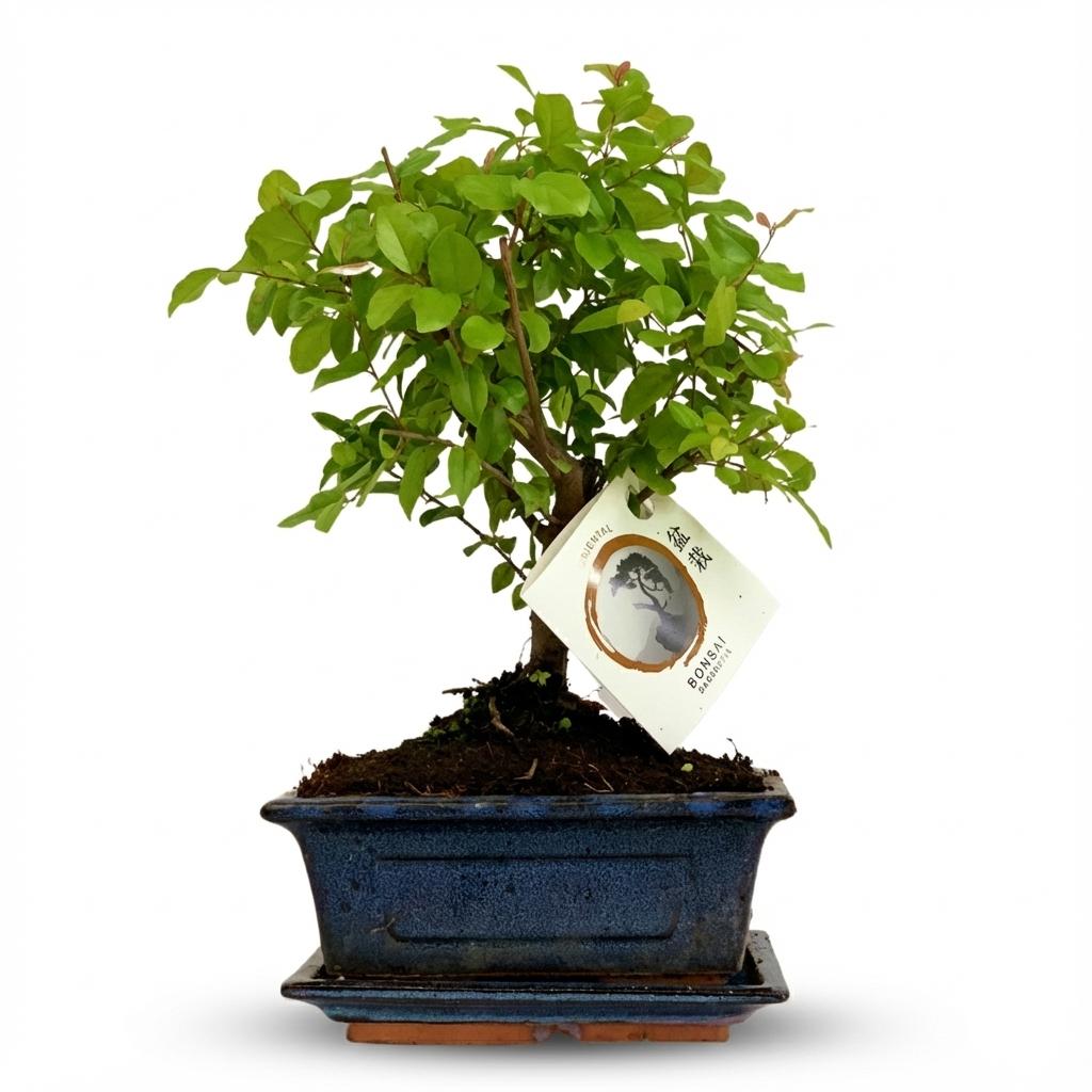 Bonsai Kugelform – Symmetrische Eleganz