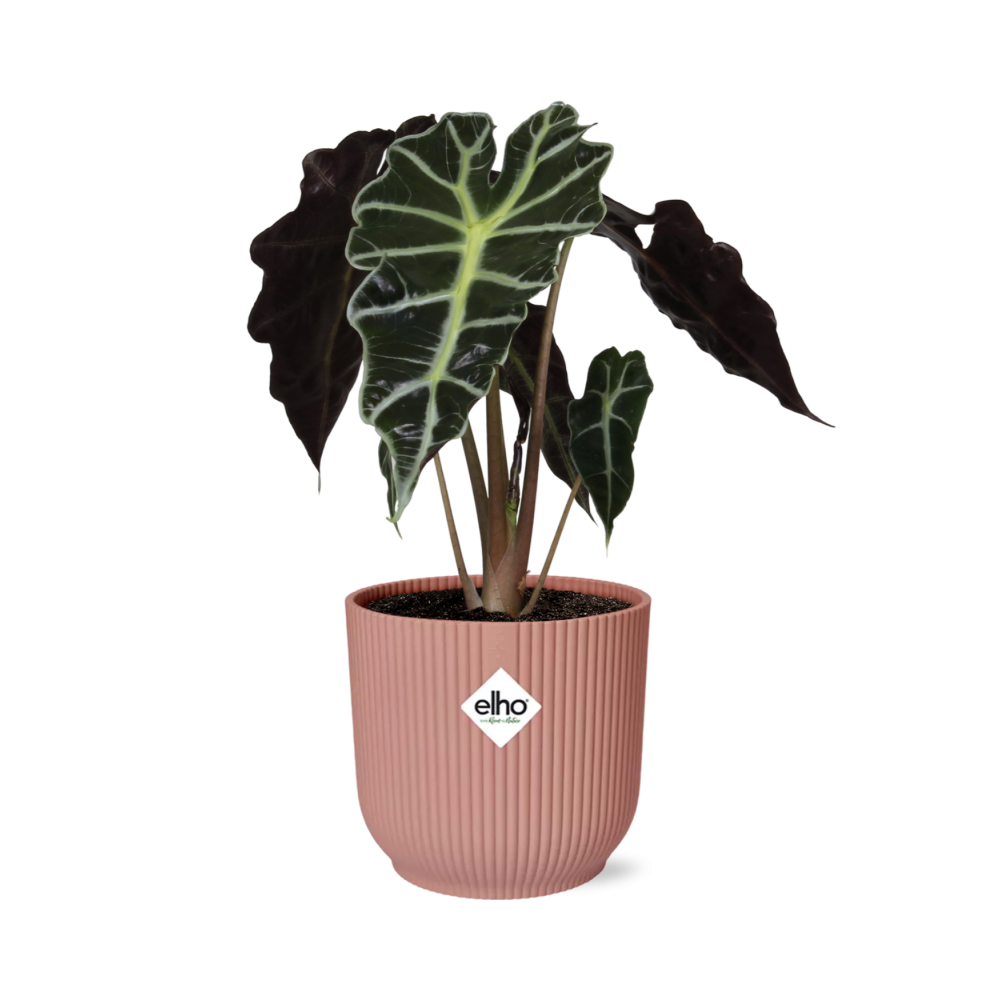 Alocasia Polly – Ø 14 cm, ELHO Vibes Fold Rosa
