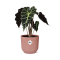 Alocasia Polly – Ø 14 cm, ELHO Vibes Fold Rosa