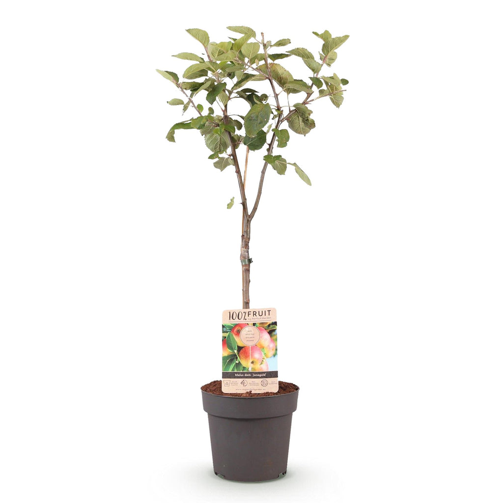 Apfelbaum Jonagold - Malus domestica - Gelbgrüner Apfel - Höhe 90 cm - Topf 21 cm