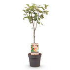 Apfelbaum Jonagold - Malus domestica - Gelbgrüner Apfel - Höhe 90 cm - Topf 21 cm